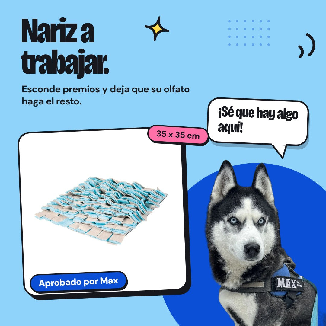 Aprobado por Max - Max The Husky
