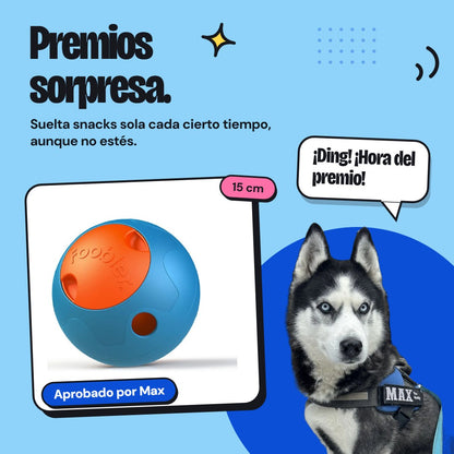 Aprobado por Max - Max The Husky