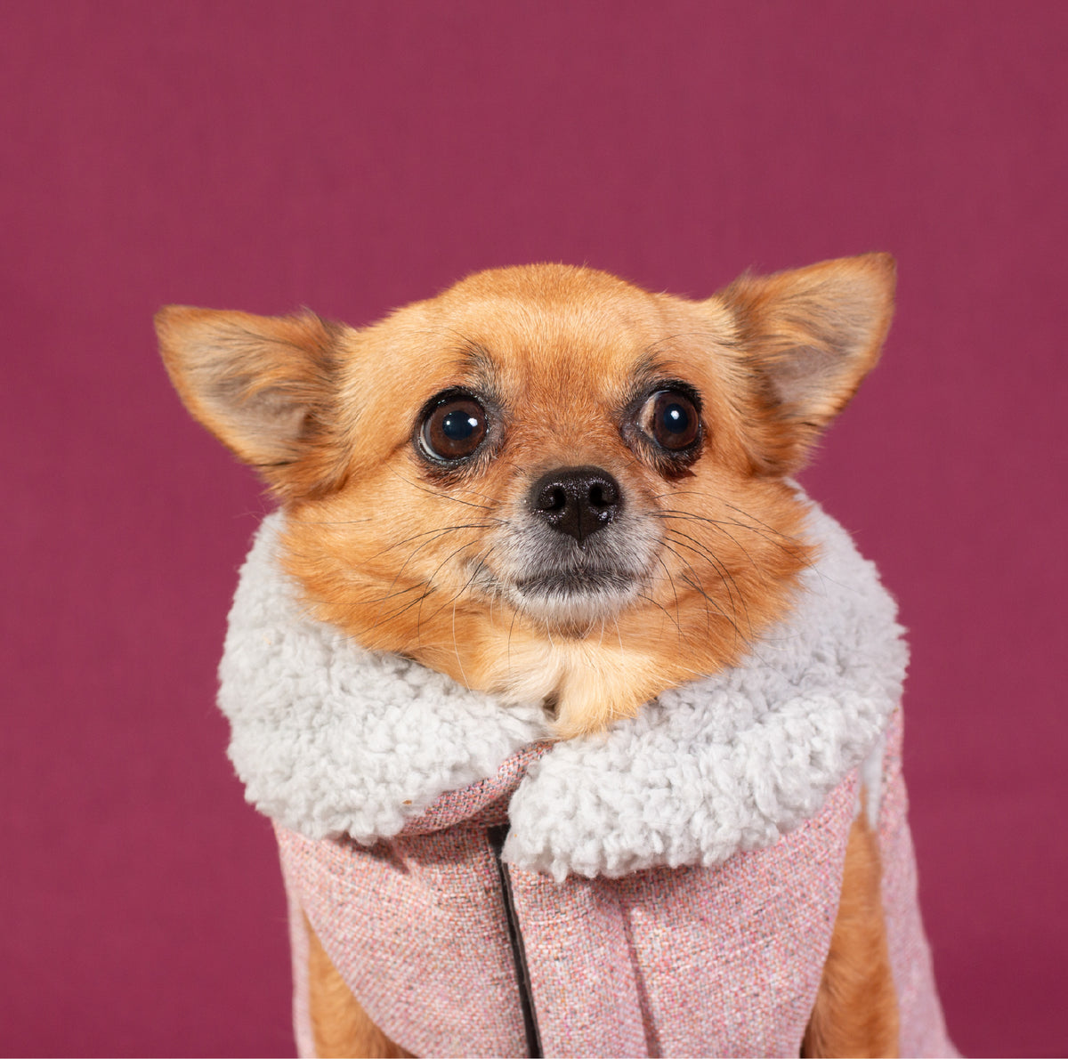 Chihuahua con abrigo bomber rosa