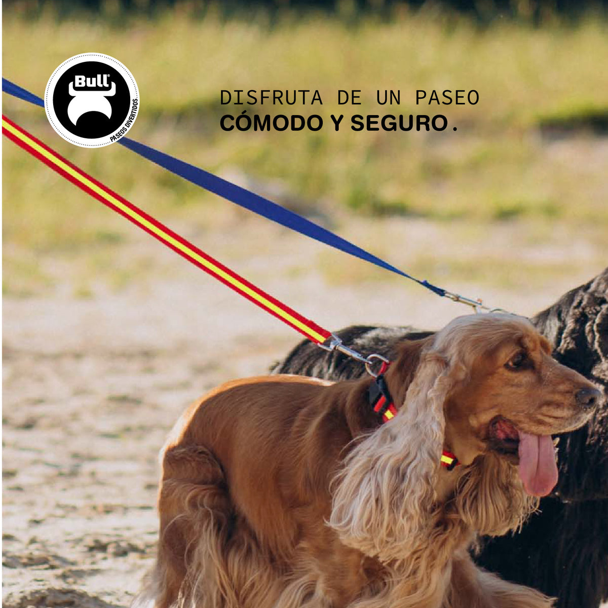 Perro paseando con arnés y correa España