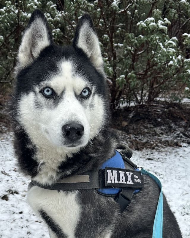 Max The Husky