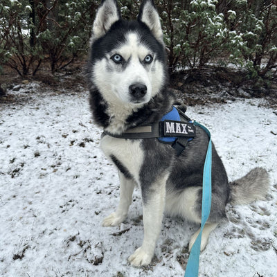 Max The Husky