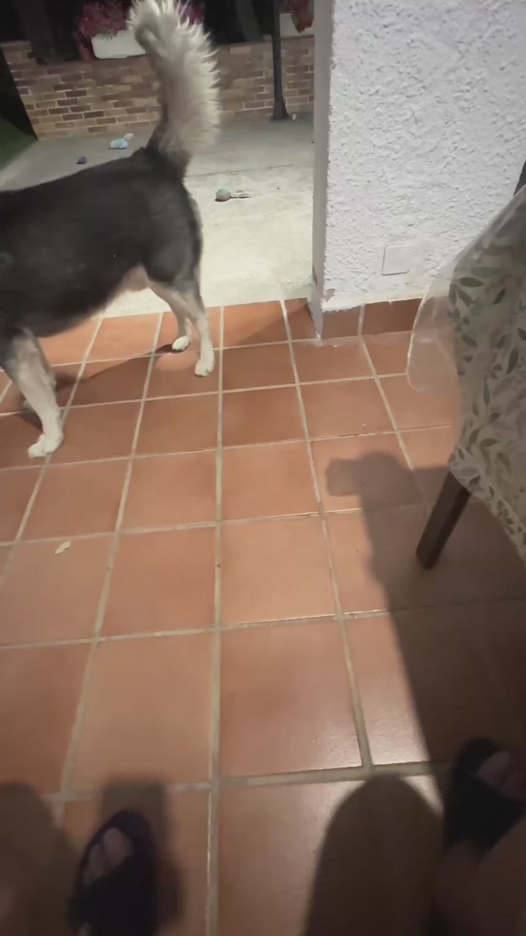 Limpiador de Oídos para Mascotas Specialcan 125ml | Higiene Auditiva